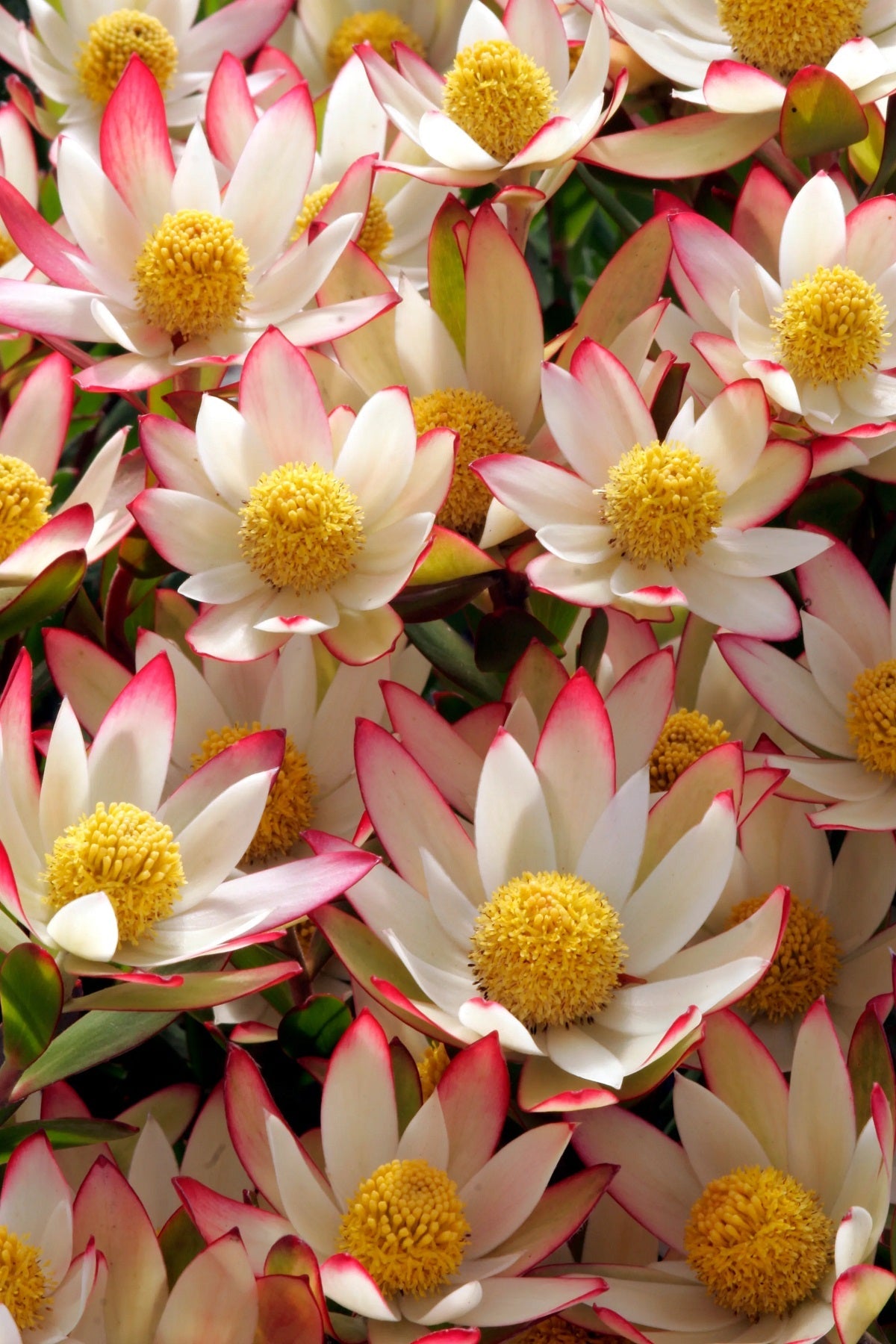 Leucadendron stelligerum - HARVEST - Agulhas Conebush