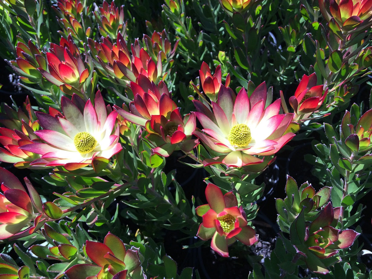 Leucadendron stelligerum - HARVEST - Agulhas Conebush