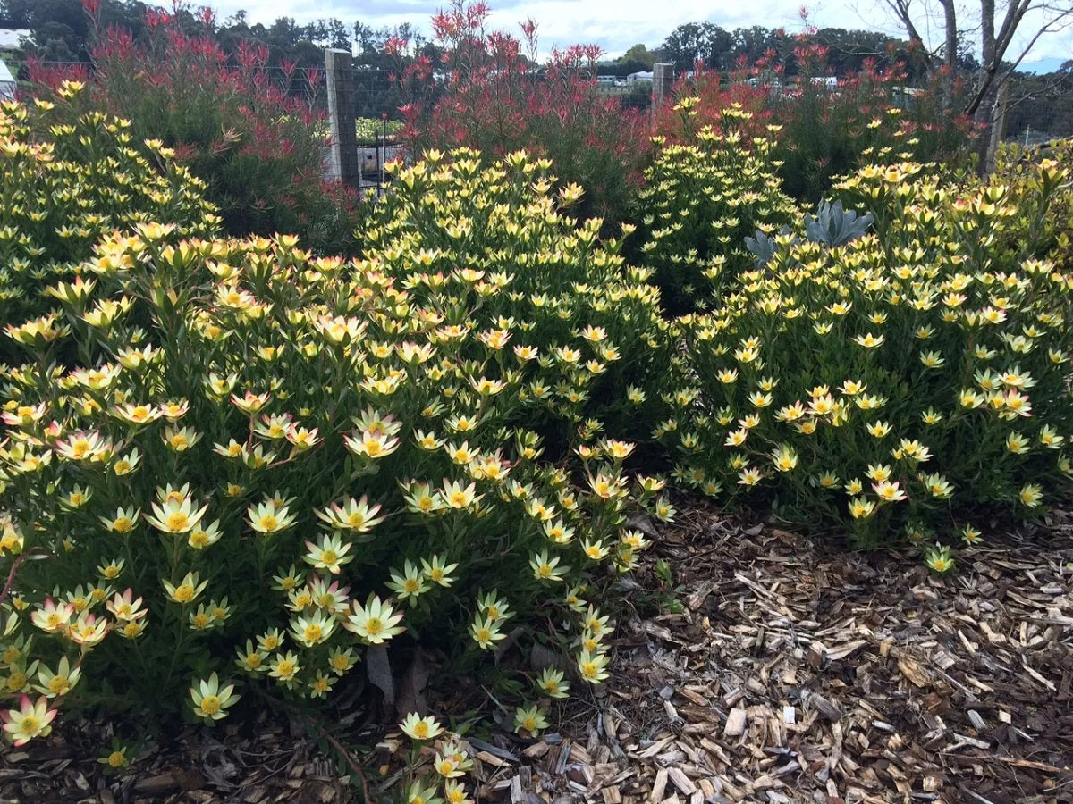Leucadendron stelligerum - HARVEST - Agulhas Conebush