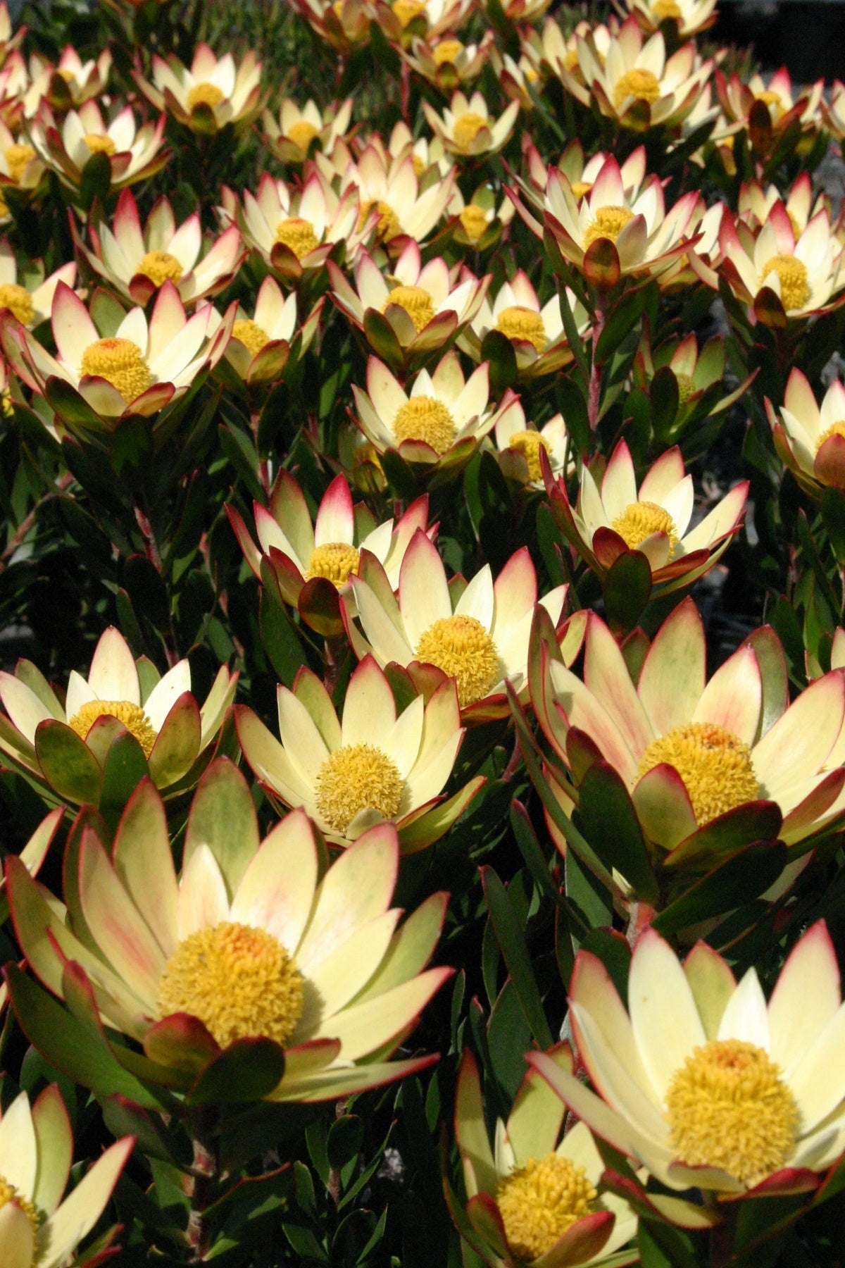 Leucadendron stelligerum - HARVEST - Agulhas Conebush