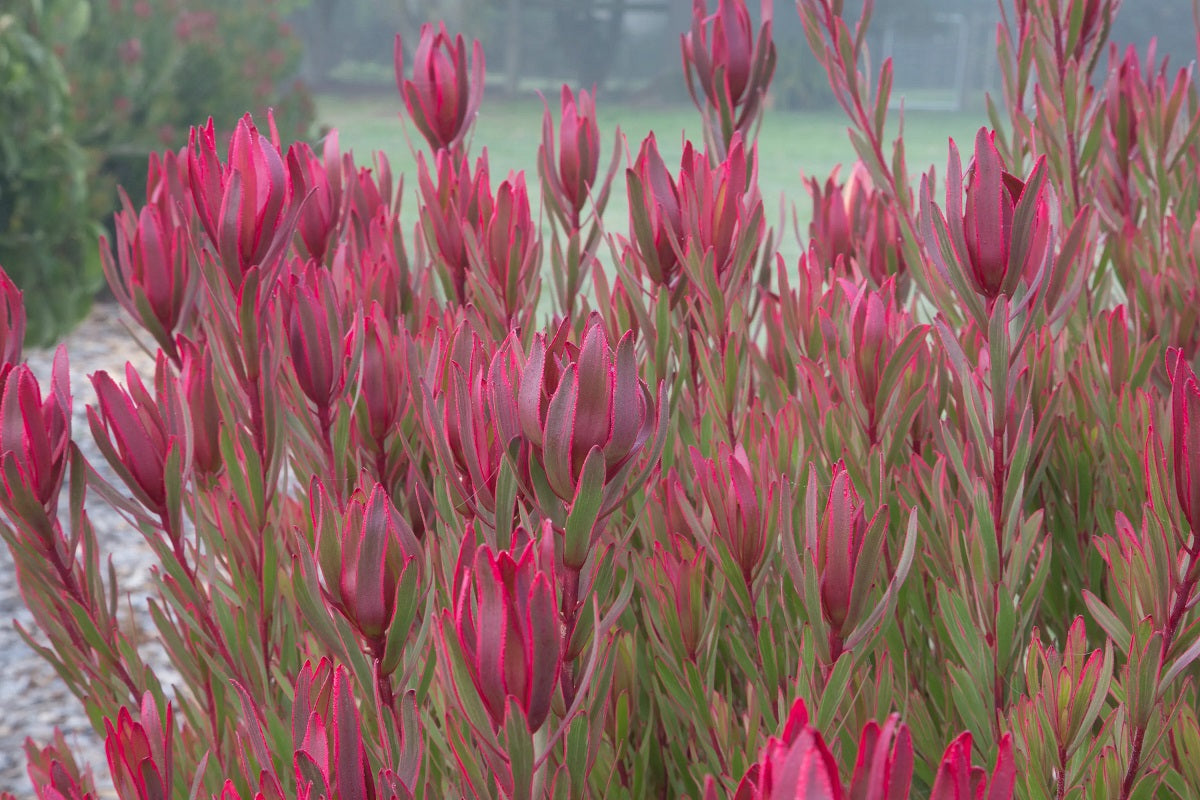 Leucadendron laureolum x salignum - JOLLY JOKER - Golden Sunshine Conebush