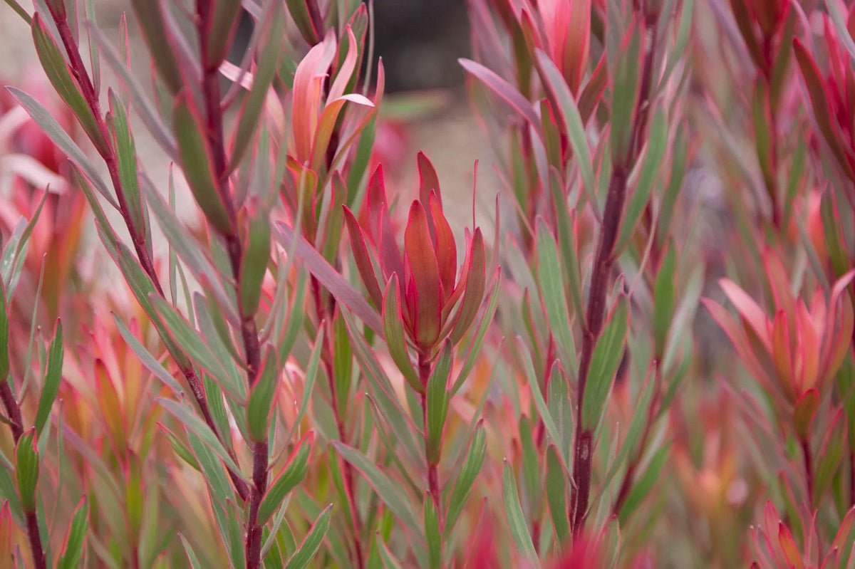 Leucadendron laureolum x salignum - JOLLY JOKER - Golden Sunshine Conebush