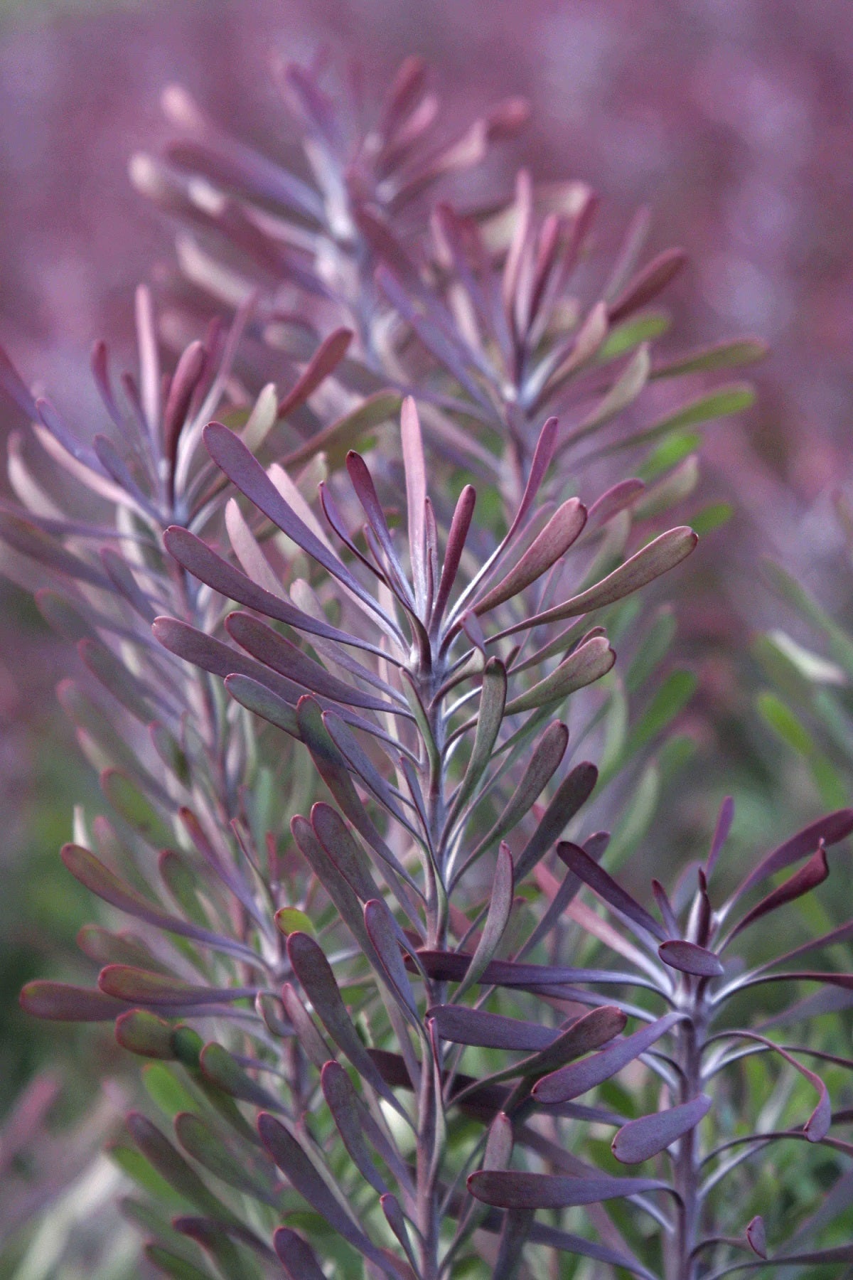 Leucadendron galpinii - PURPLE HAZE - Hairless Conebush