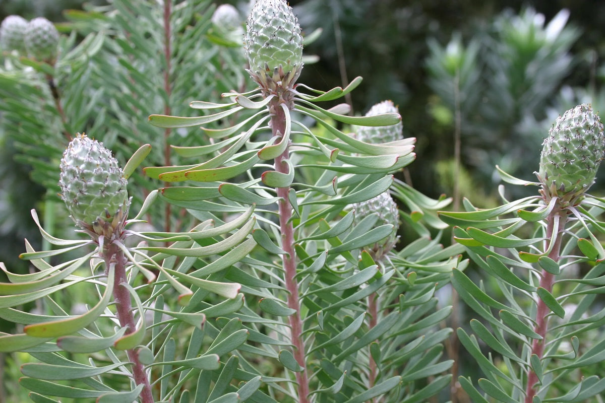 Leucadendron galpinii - PURPLE HAZE - Hairless Conebush