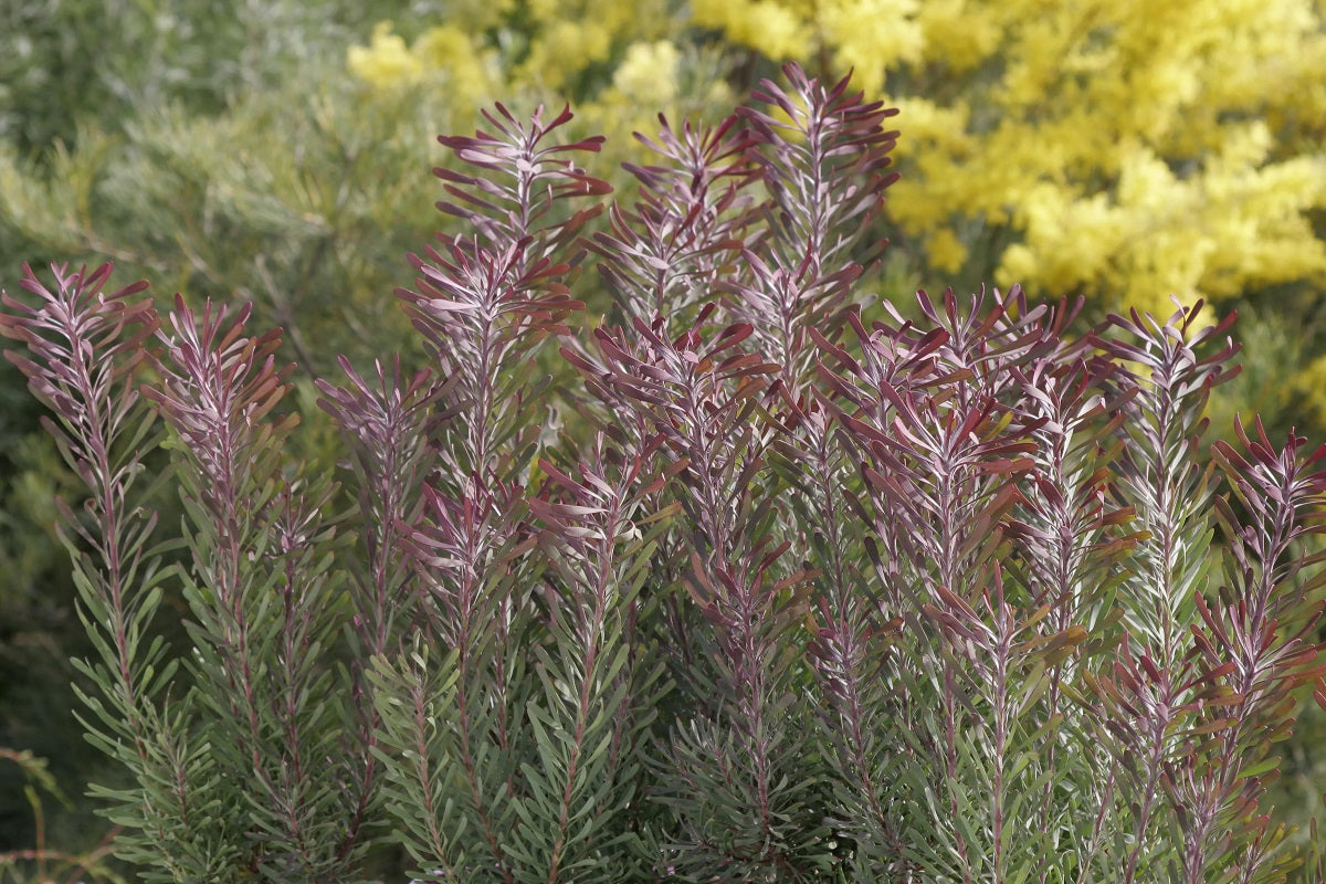 Leucadendron galpinii - PURPLE HAZE - Hairless Conebush