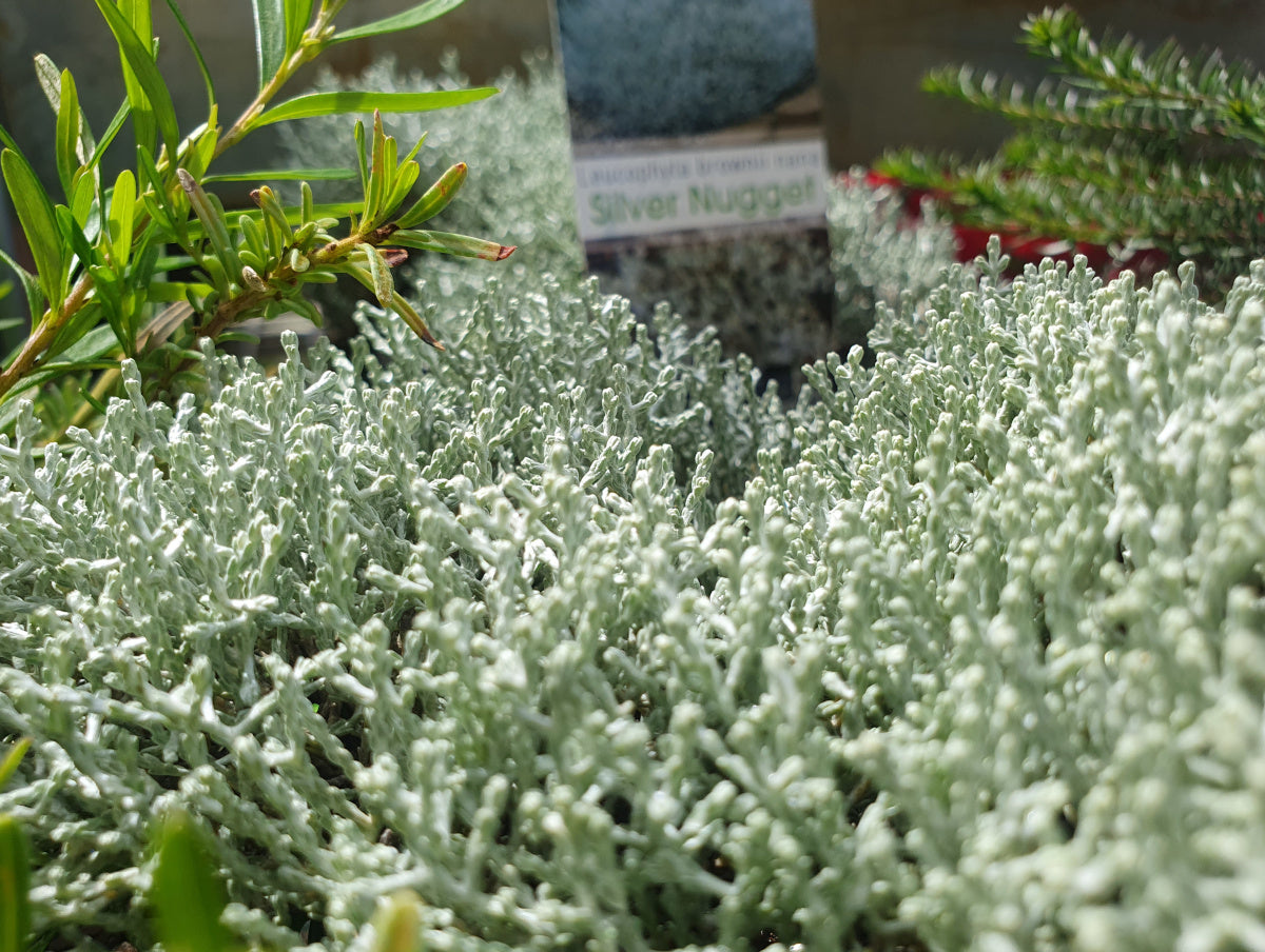 Leucophyta brownii - SILVER NUGGET - Cushion Bush