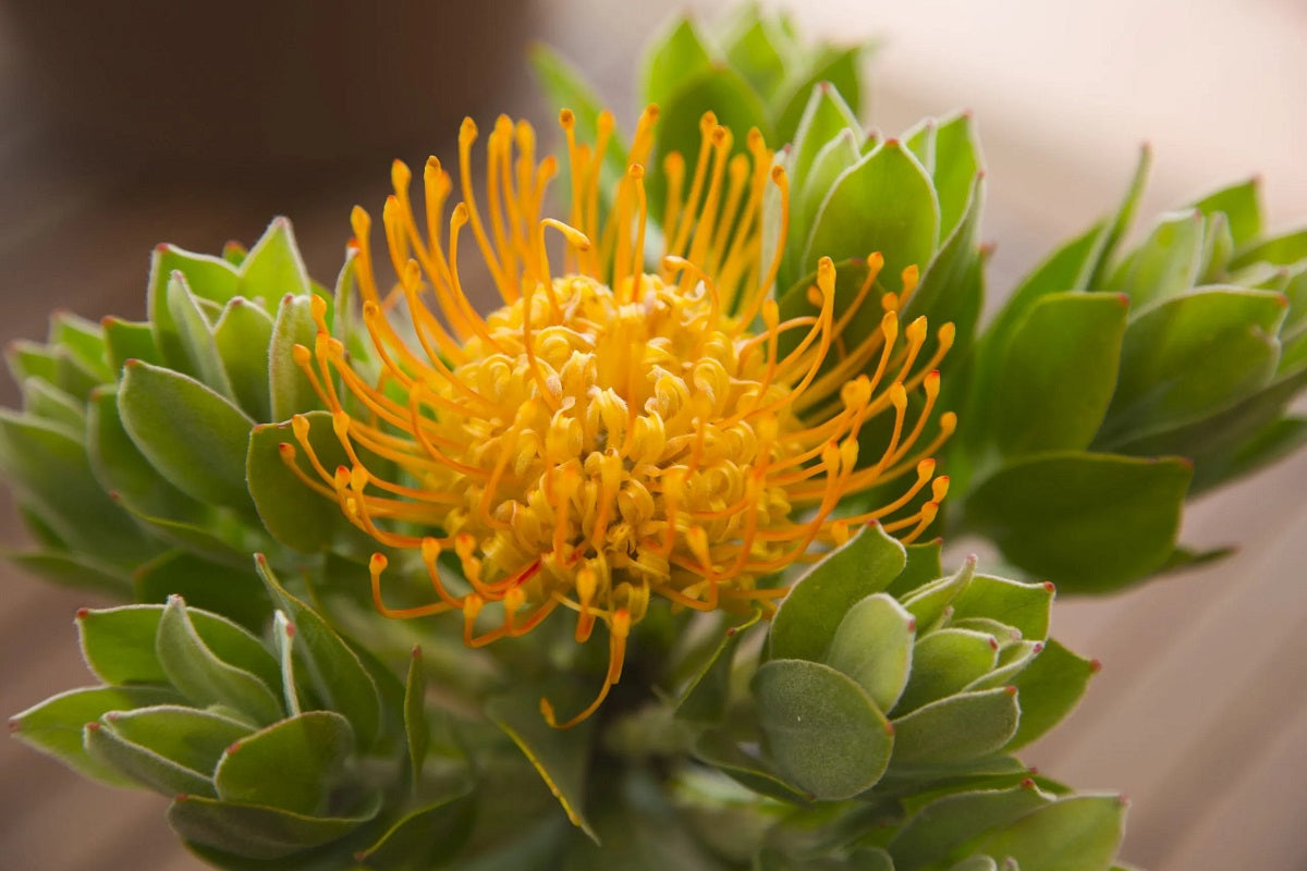 Leucospermum cordifolium - COPPER BURST - Pincushion