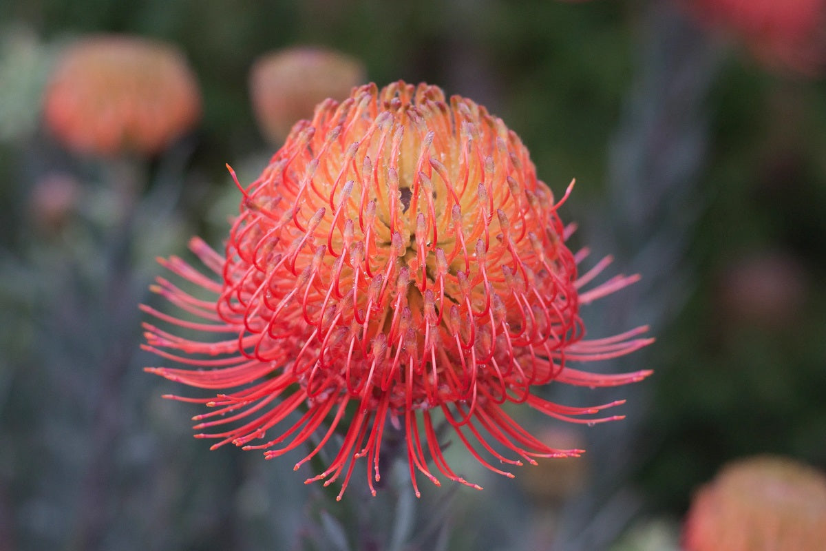 Leucospermum reflexum - SO® EXQUISITE / FIREFLY - Rocket Pincushion
