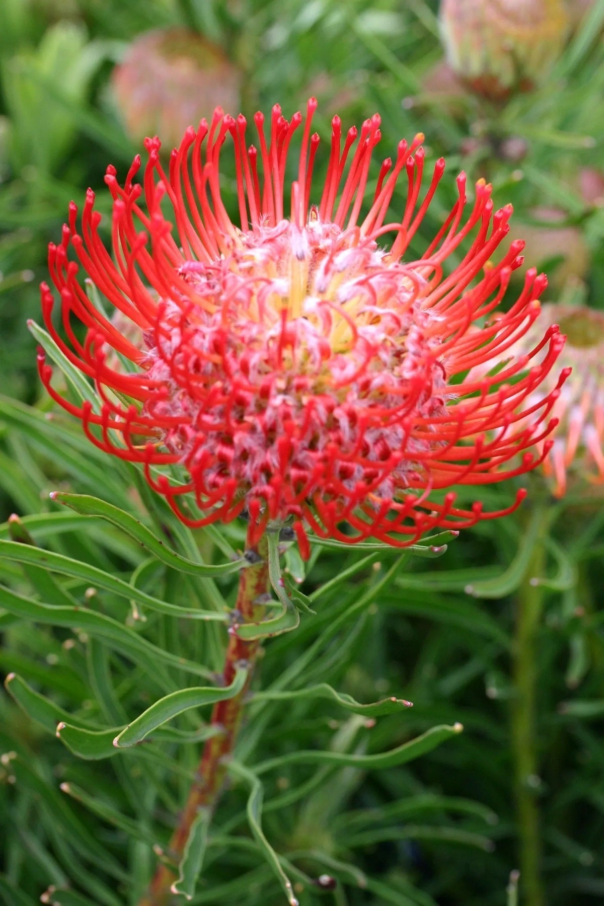 Leucospermum lineare - SO® SUCCESSFUL / FLAME - Needle-Leaf Pincushion