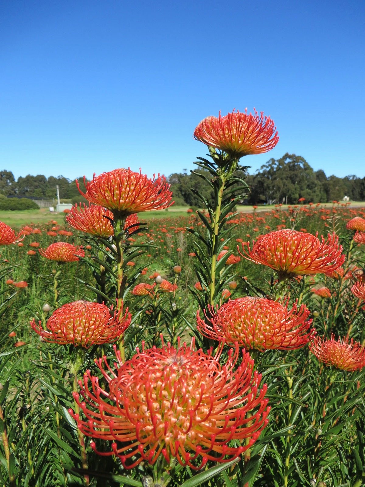 Leucospermum lineare - SO® SUCCESSFUL / FLAME - Needle-Leaf Pincushion