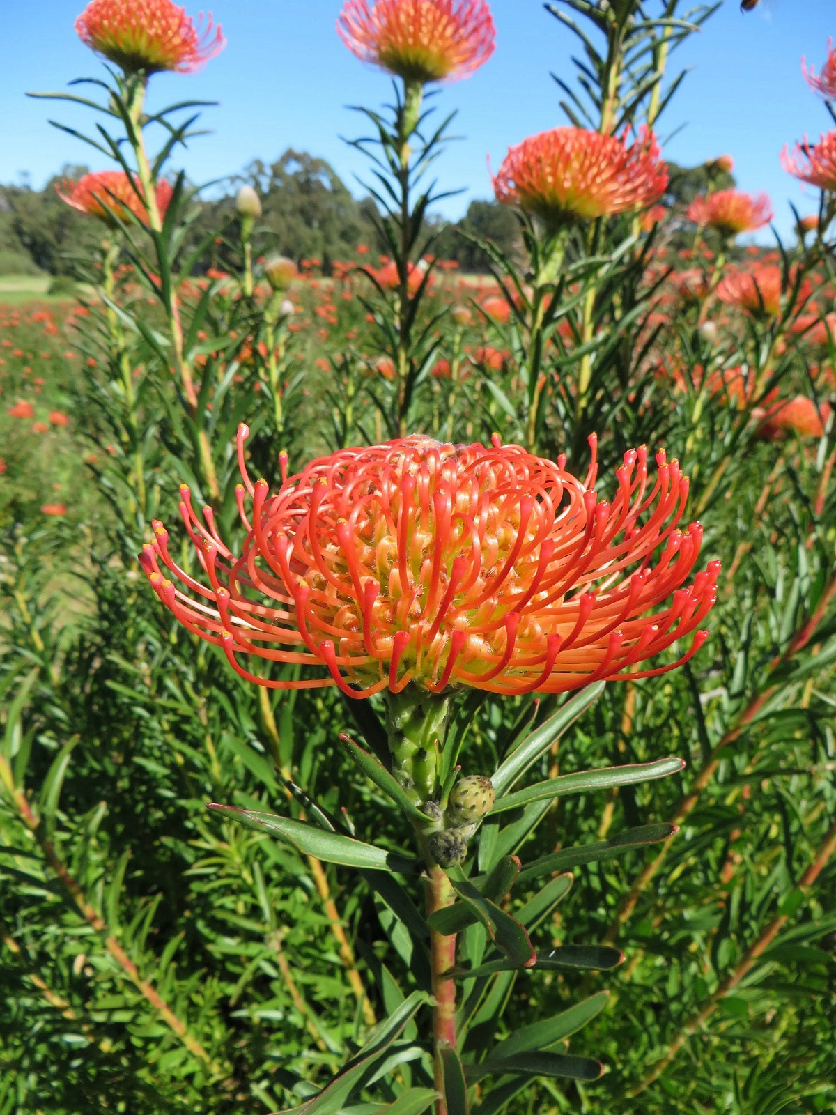 Leucospermum lineare - SO® SUCCESSFUL / FLAME - Needle-Leaf Pincushion