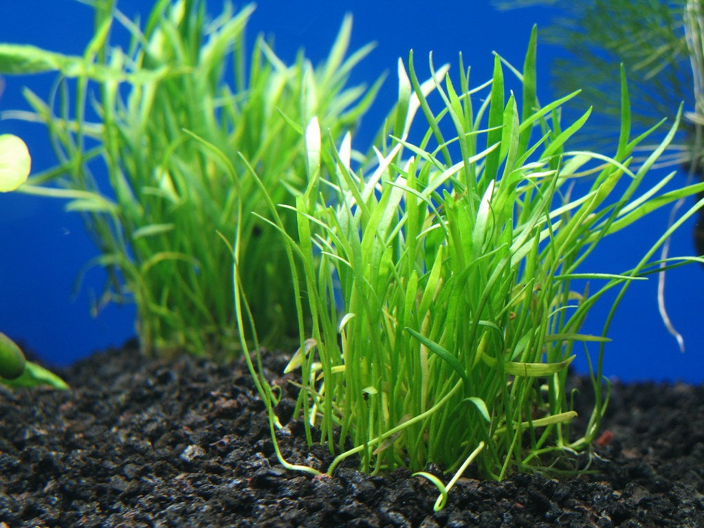 Lilaeopsis minor - Microswords Water Plant