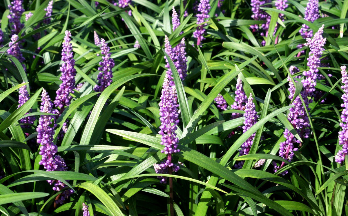 Liriope muscari - ROYAL PURPLE - Blue Lily Turf