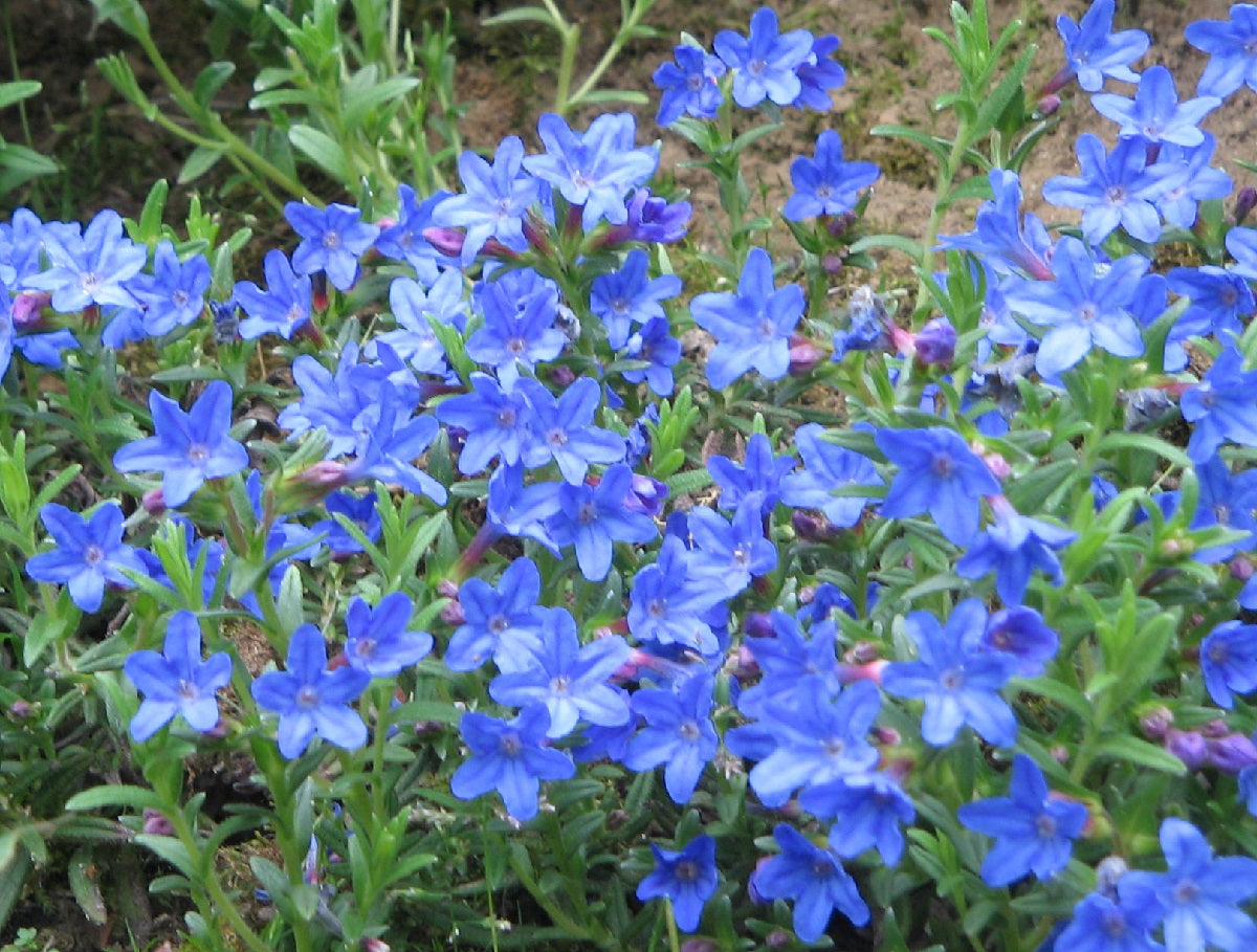 Glandora prostrata - HEAVENLY BLUE - Purple Gromwell