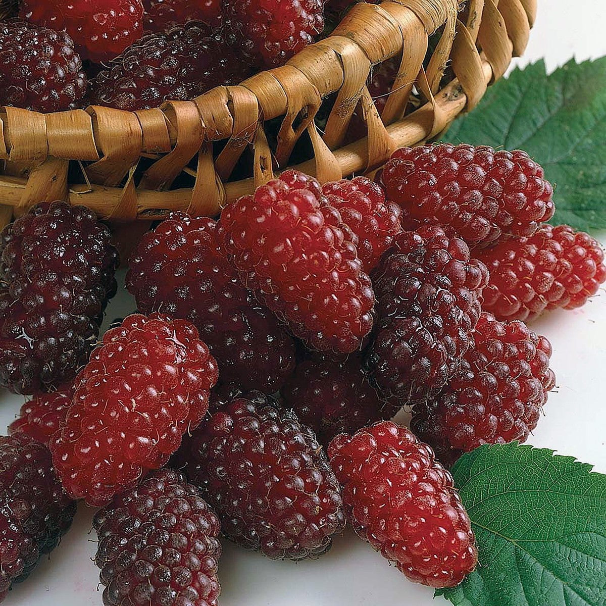 Rubus x loganobaccus - Loganberry