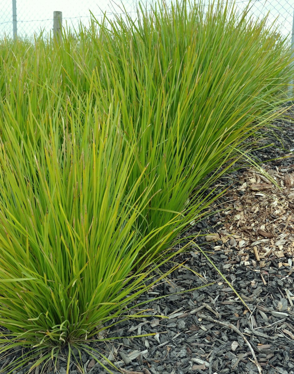 Lomandra confertifolia pallida - DREAMCATCHER - Trojan Mat-Rush
