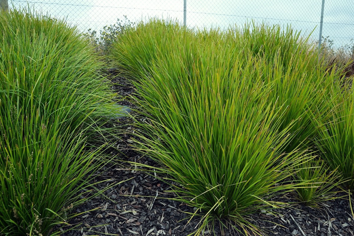 Lomandra confertifolia pallida - DREAMCATCHER - Trojan Mat-Rush