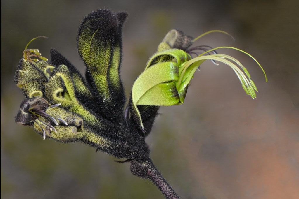 Macropidia fuliginosa - Black Kangaroo Paw