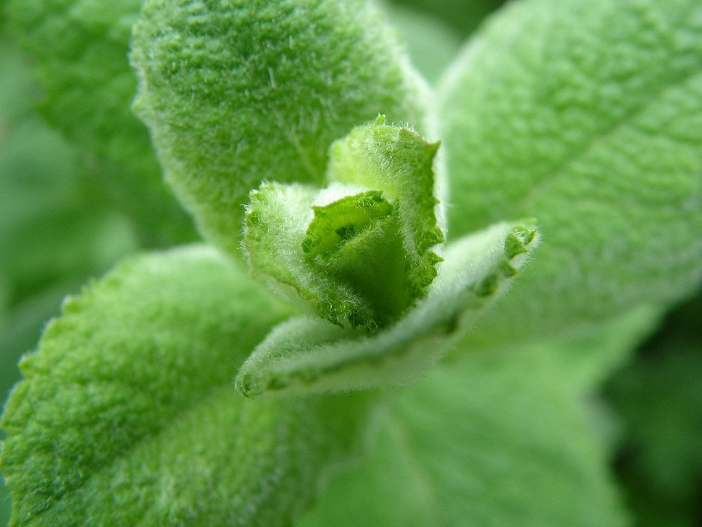 Mint Apple - Mentha suaveolens