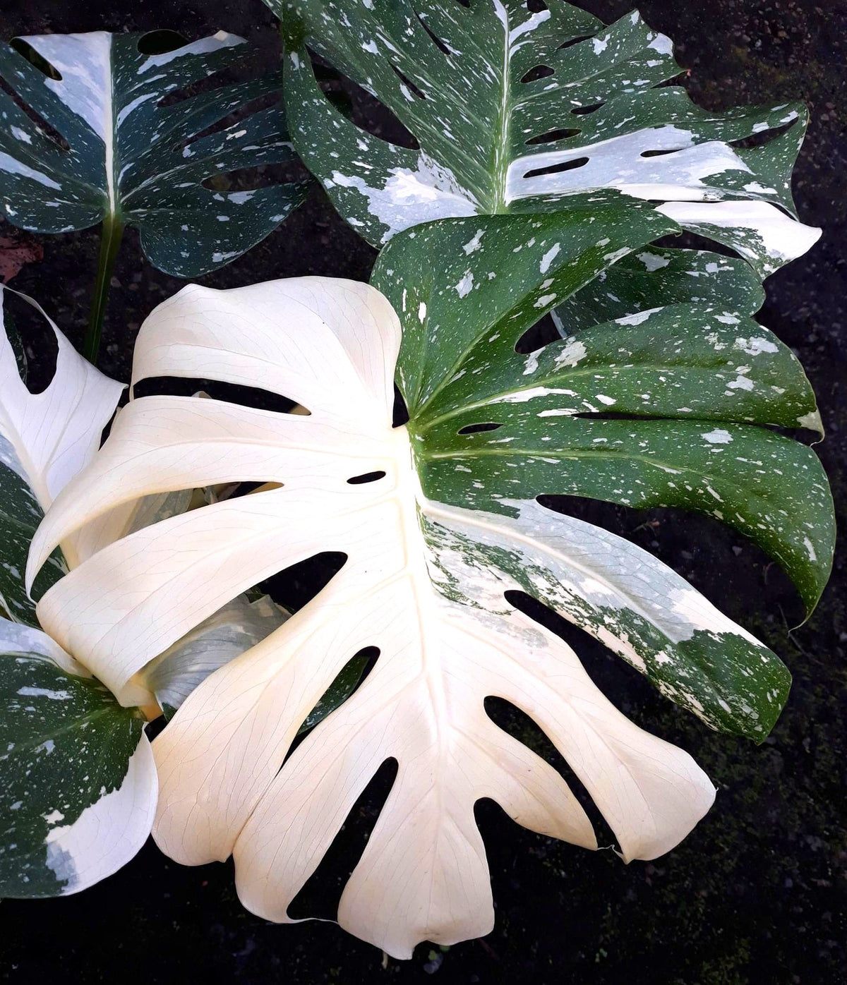 Monstera deliciosa - THAI CONSTELLATION - Variegated Fruit Salad Plant