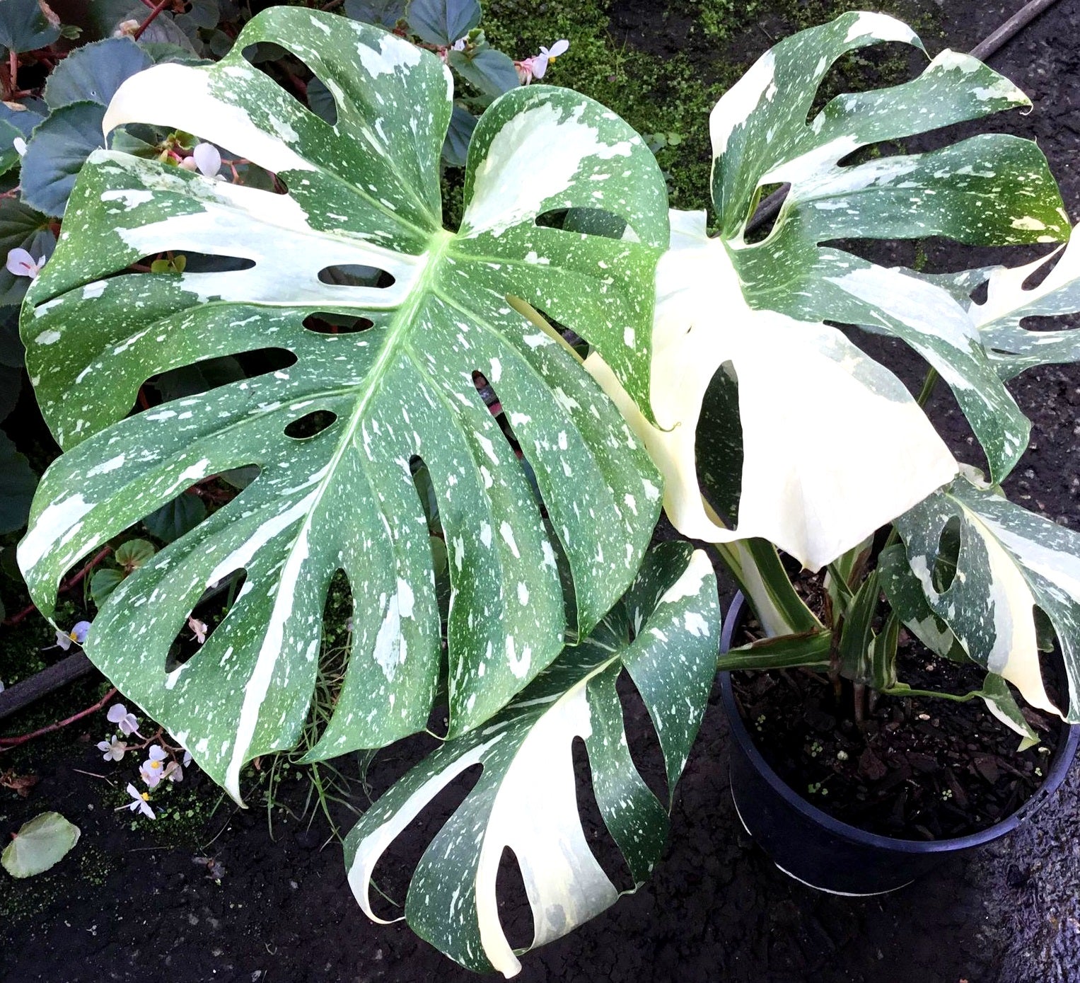 Monstera deliciosa - THAI CONSTELLATION - Variegated Fruit Salad Plant