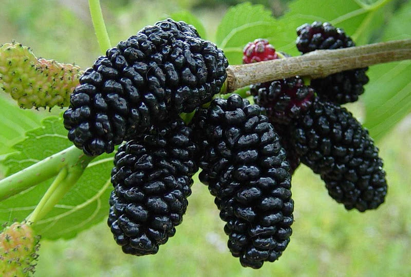 Morus nigra - Dwarf Black Mulberry