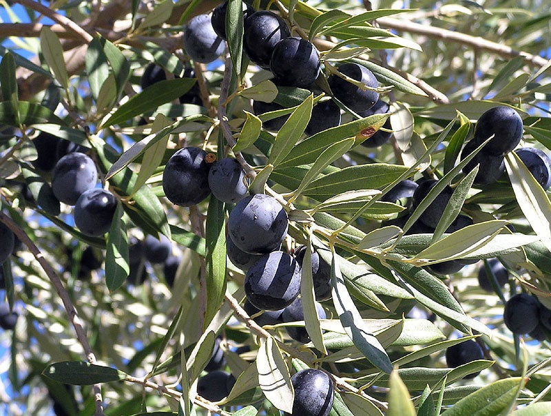 Olea europaea - KALAMATA - Olive