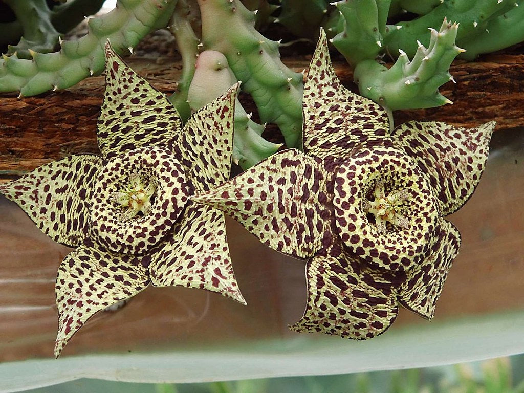 Orbea variegata - Carrion Flower