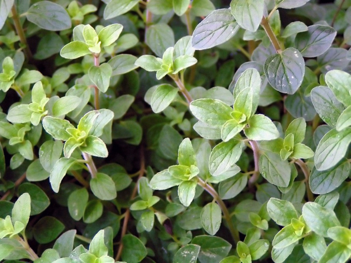 Oregano Greek - Origanum vulgare hirtum