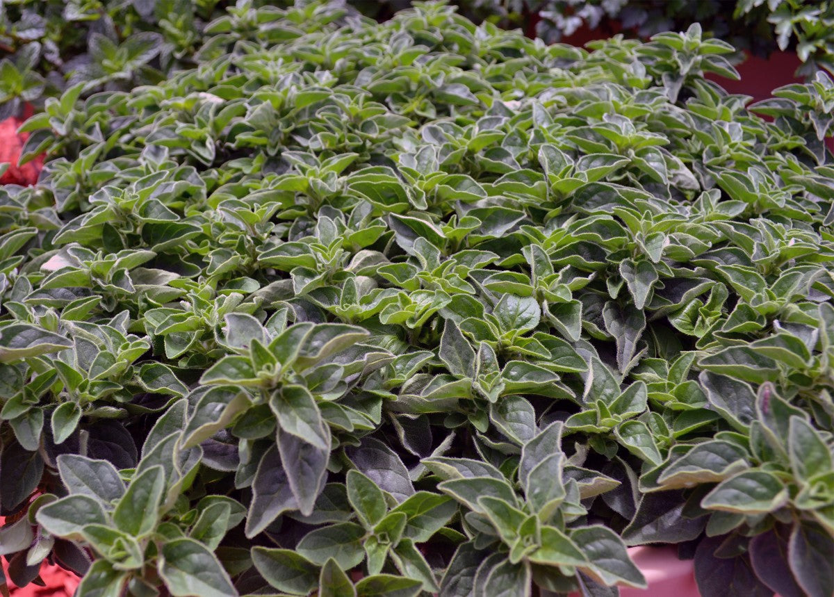 Oregano - HOT N SPICY - Origanum vulgare