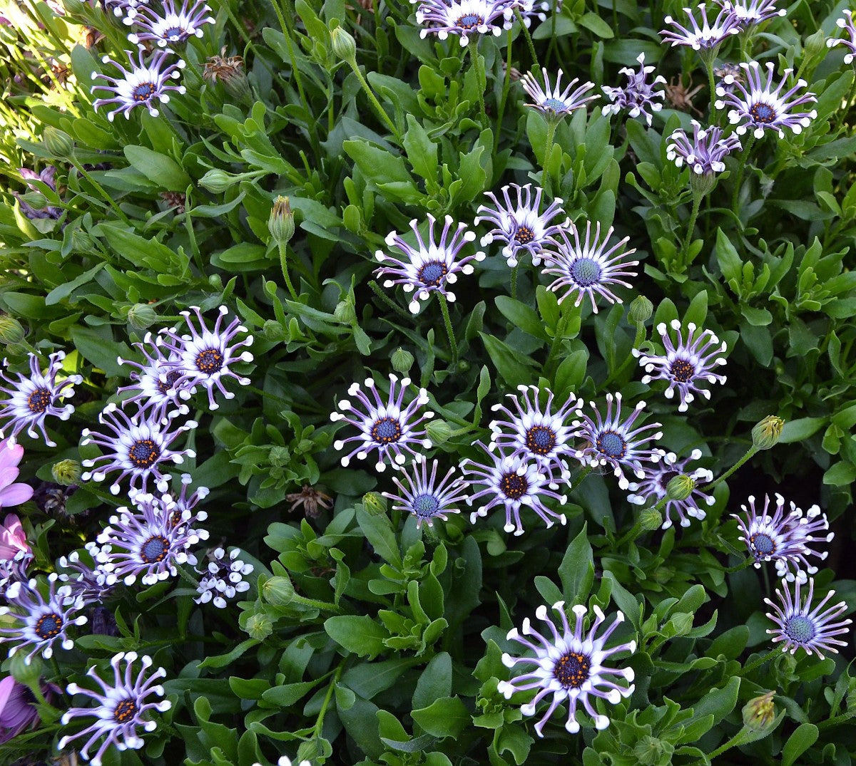 Osteospermum - POWER PACKED SPIDER WHITE - African Daisy