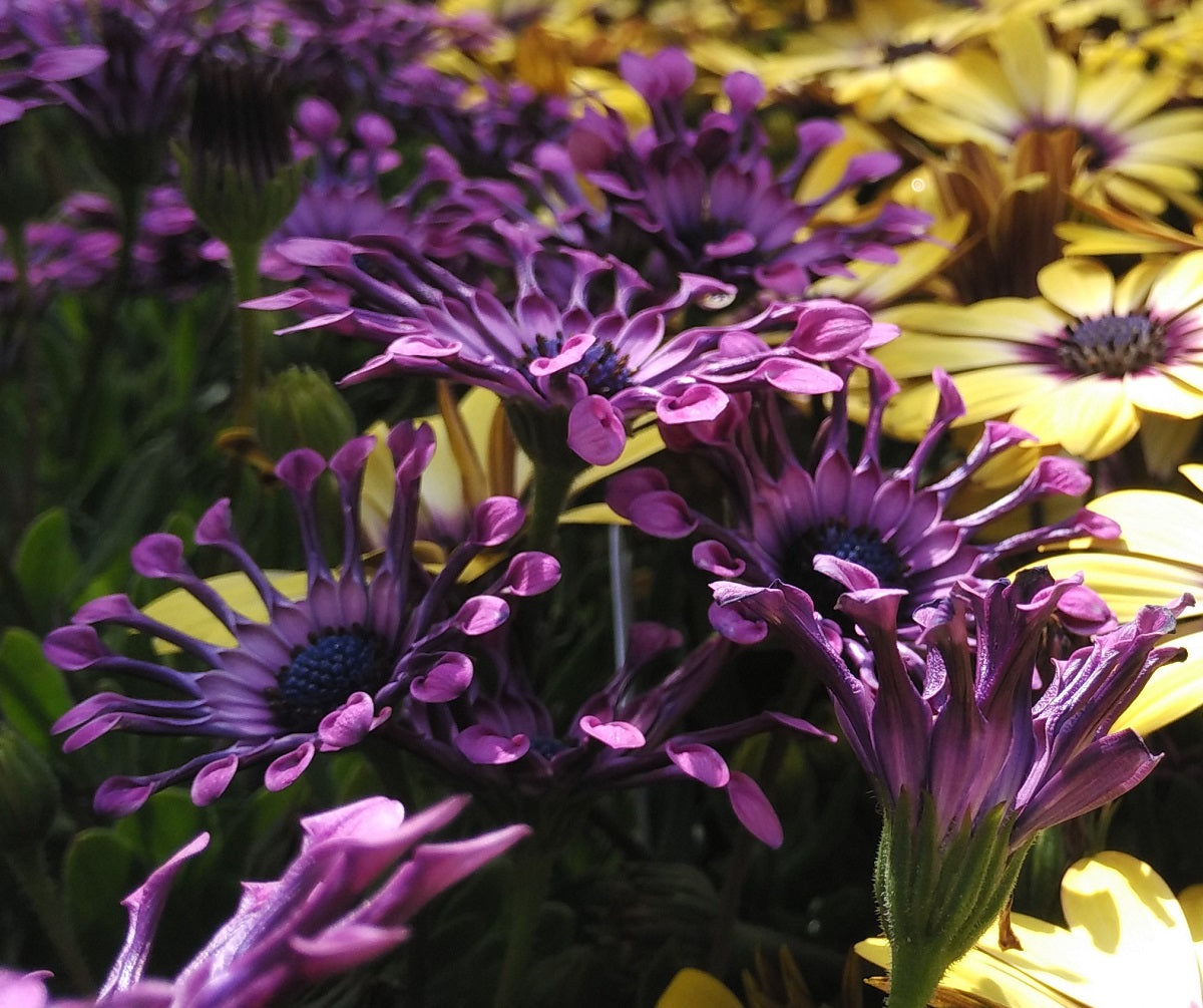 Osteospermum - POWER PACKED SPIDER PURPLE - African Daisy