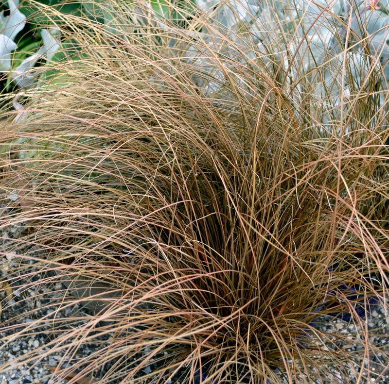 Carex buchananii - DUSKY FOUNTAIN - Buchanans Sedge