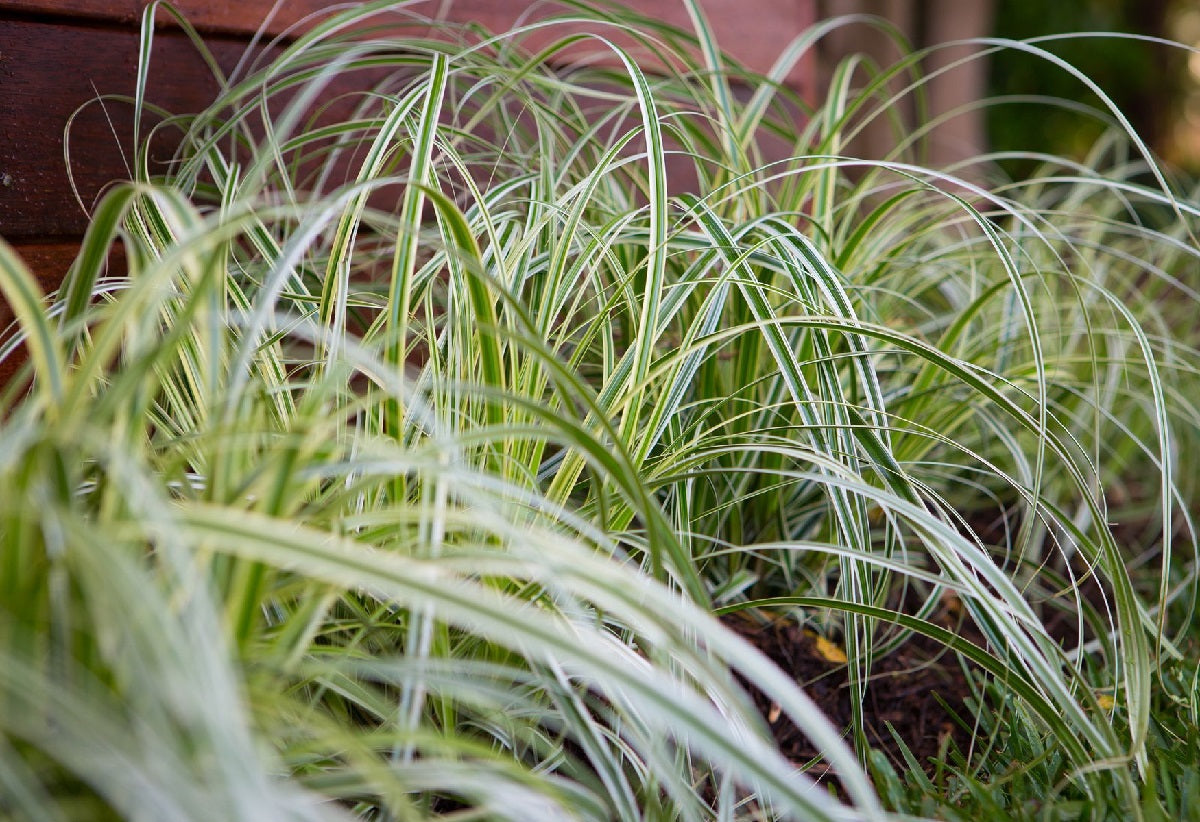 Carex oshimensis - FEATHER FALLS - Variegated Oshima Kan Suge