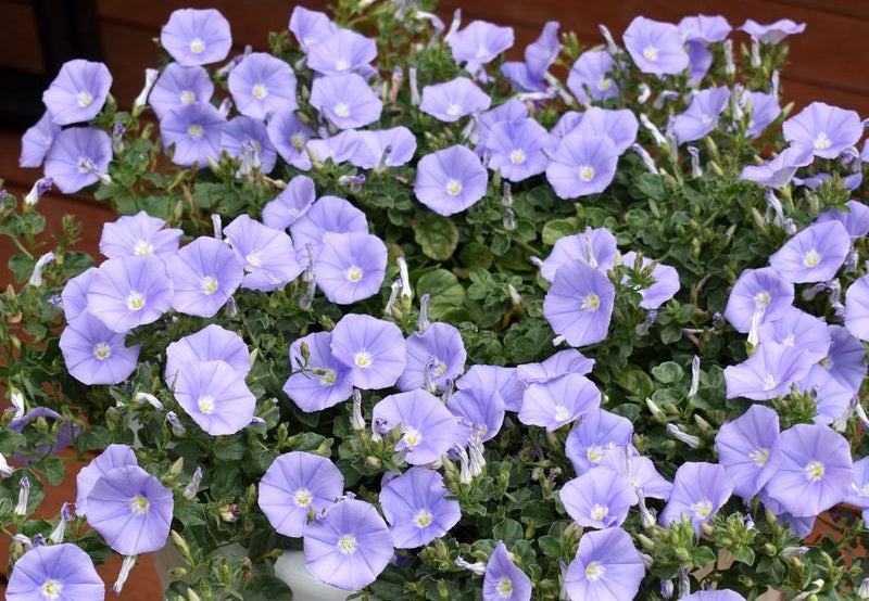 Convolvulus sabatius - MOROCCAN MOON - Rock Bindweed 'Moroccan Beauty' PBR