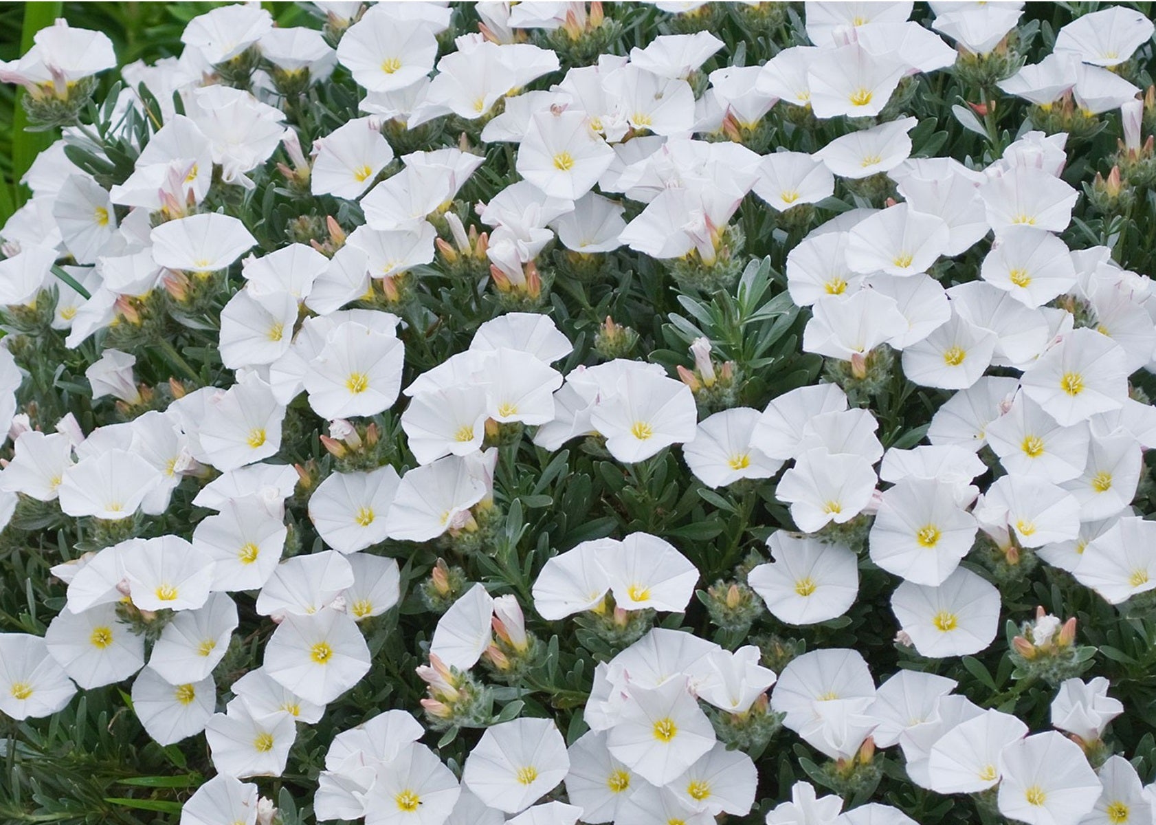 Convolvulus cneorum - SILVERY MOON - Silverbush