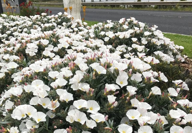Convolvulus cneorum - SILVERY MOON - Silverbush