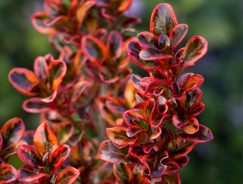 Coprosma repens - IGNITE - Mirror Bush 'Ignite' PBR