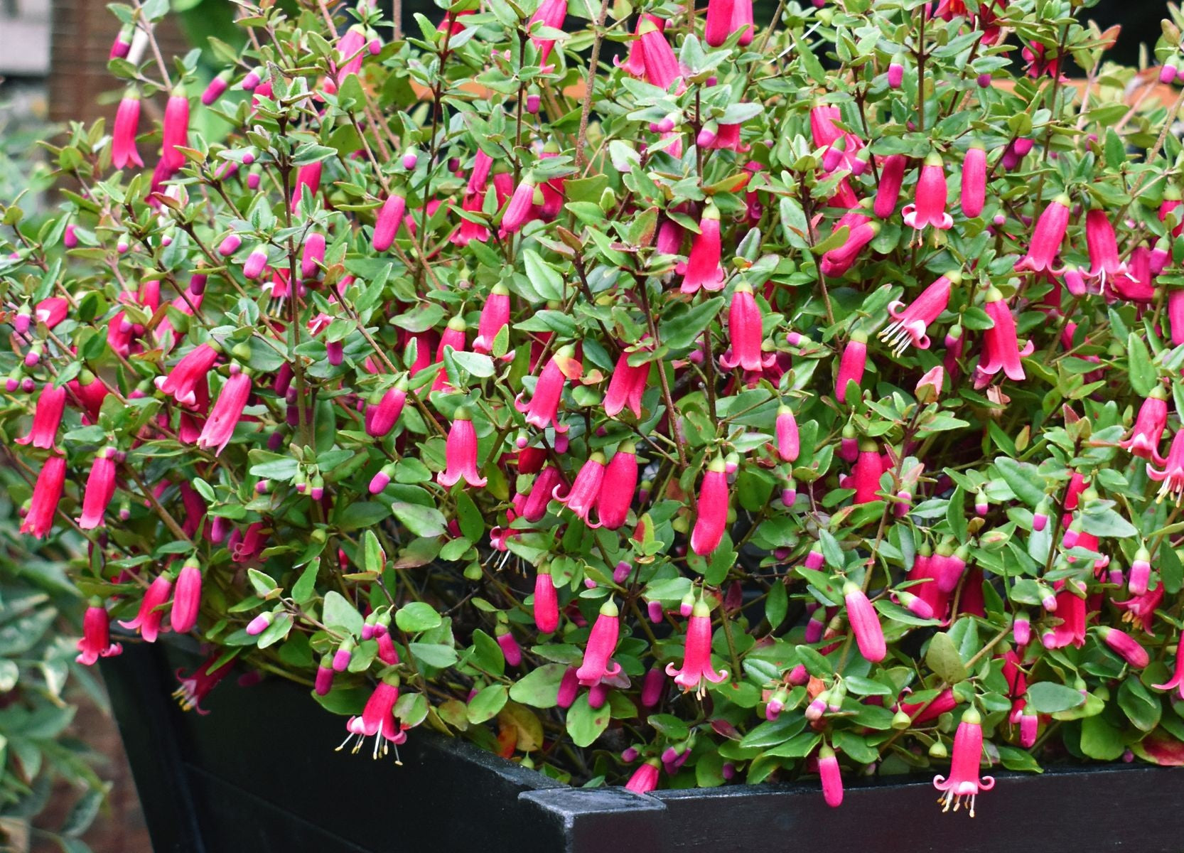 Correa pulchella x reflexa - Perfect Pollinator® DARK PINK - Salmon Native Fuchsia 'IB705-6' PBR
