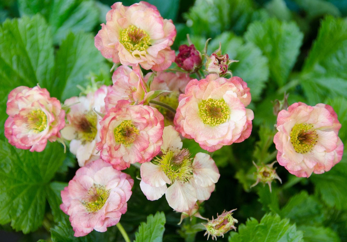 Geum - Jazzy™ COSMOPOLITAN - Avens