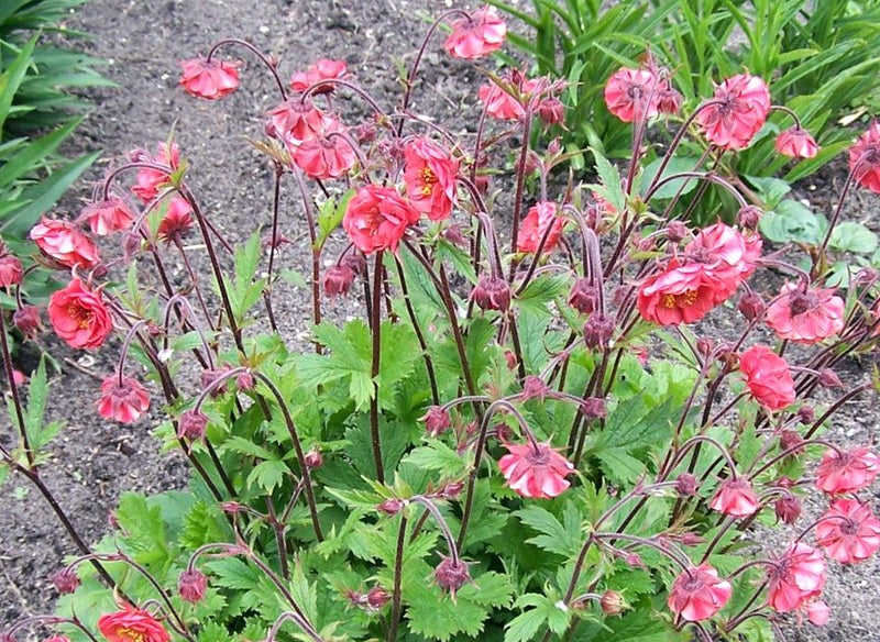 Geum - FLAMES OF PASSION - Avens
