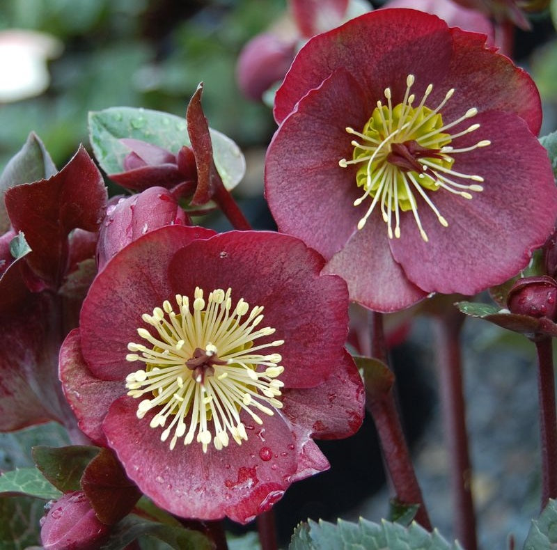 Helleborus - ANNAS RED - Hellebore 'ABCRD02' PBR
