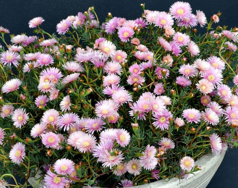 Lampranthus spectabilis - MAUVE EXPLOSION - Trailing Ice Plant