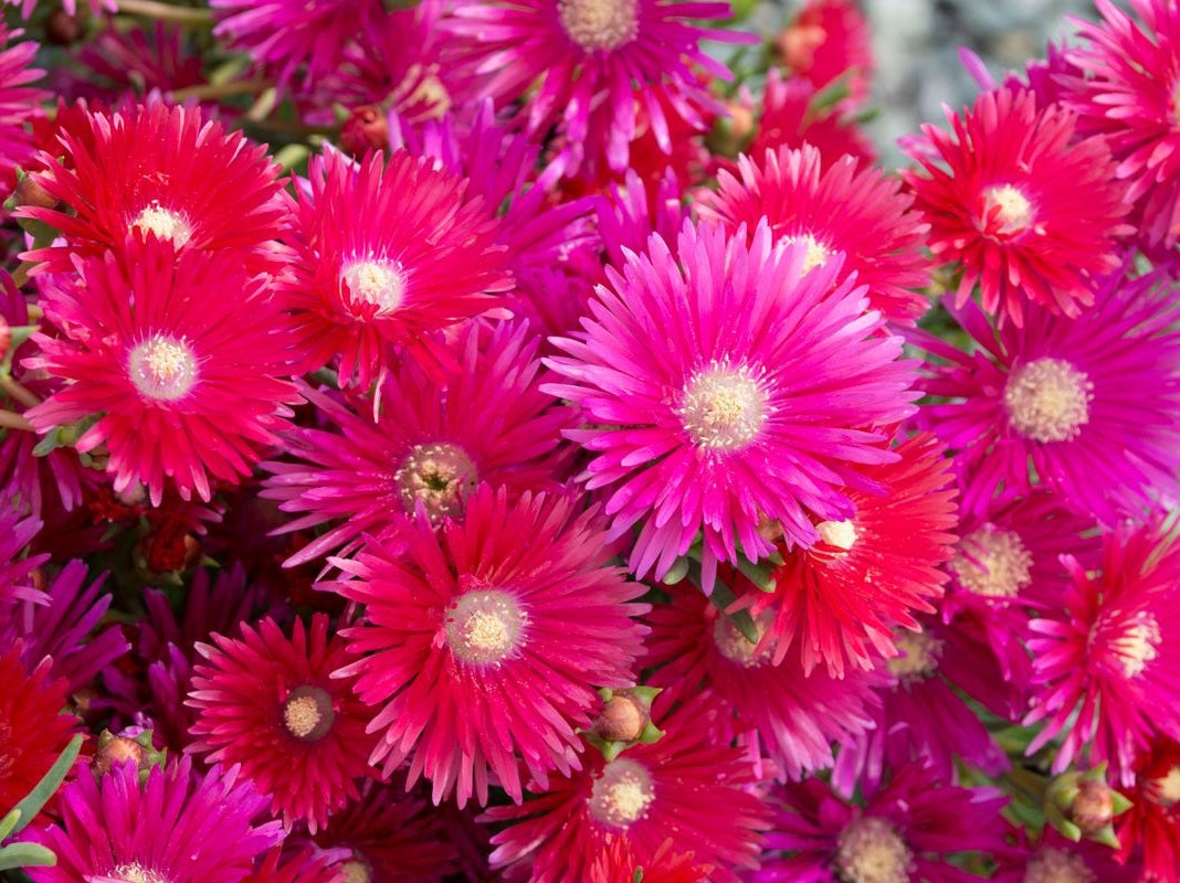 Lampranthus spectabilis - RASPBERRY EXPLOSION - Trailing Ice Plant