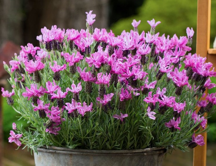 Lavandula pedunculata - LAVINNOVA® PINK LACE - Lavender 'Pink Lace' PBR