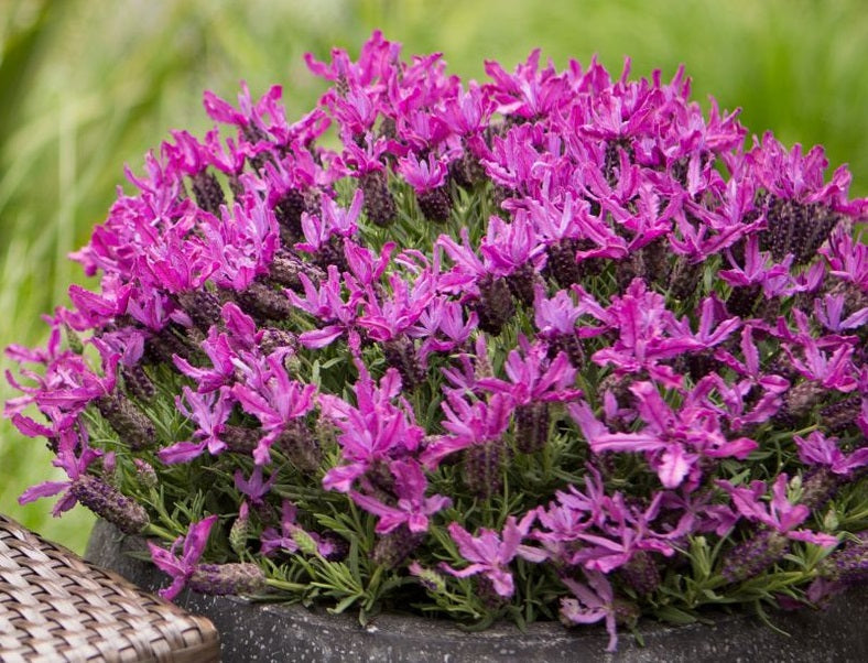 Lavandula pedunculata - LAVINNOVA® ROSEBERRY RUFFLES - Lavender 'Roseberry Ruffles' PBR