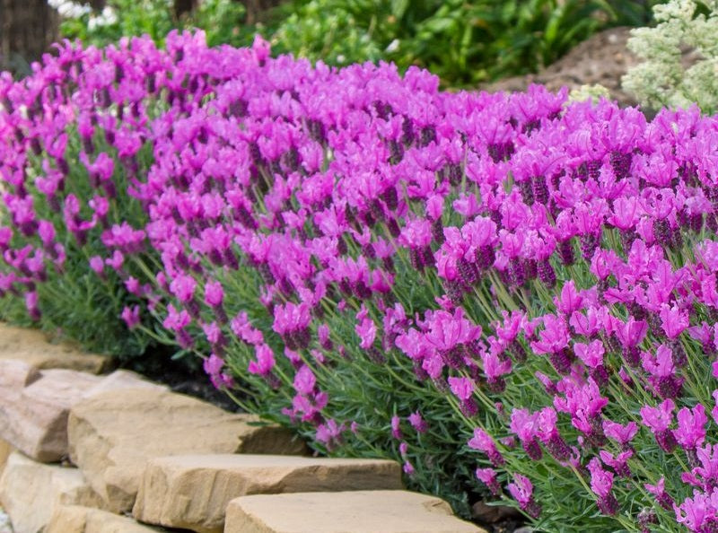Lavandula stoechas - LAVINNOVA® THE PRINCESS - Spanish Lavender 'IB 910-2' PBR