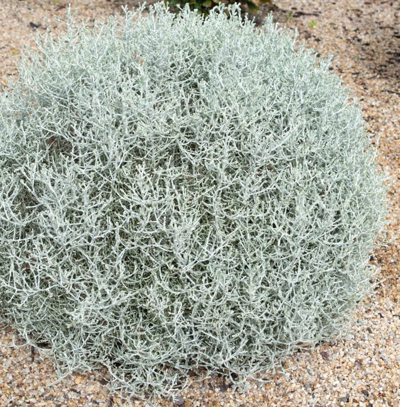 Leucophyta brownii - SILVER BULLION - Cushion Bush