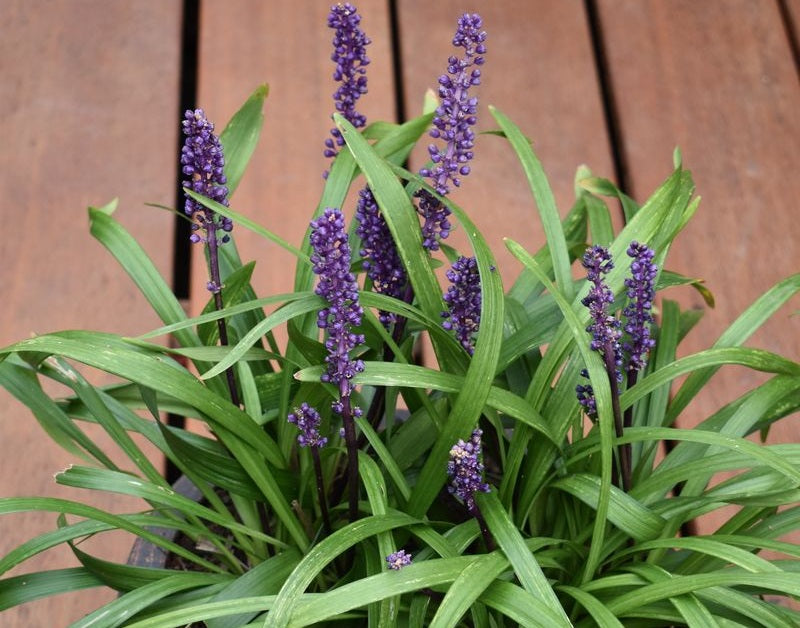 Liriope muscari - ROYAL PURPLE - Blue Lily Turf
