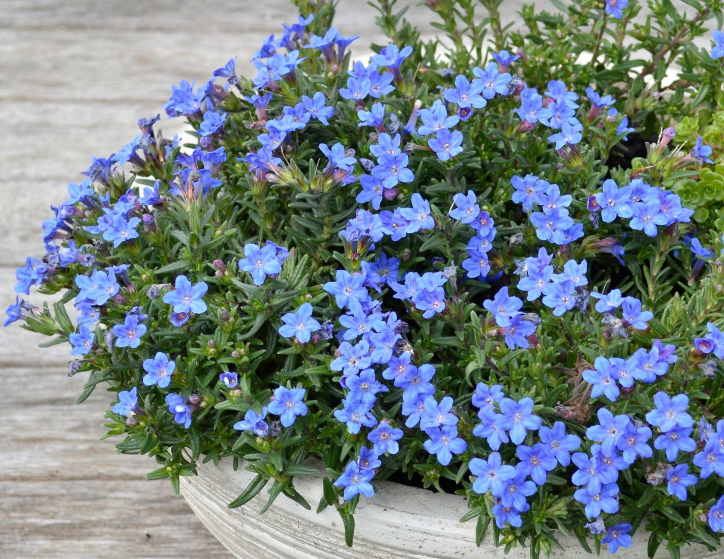 Glandora prostrata - HEAVENLY BLUE - Purple Gromwell